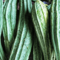 Luffa Sponge Seeds