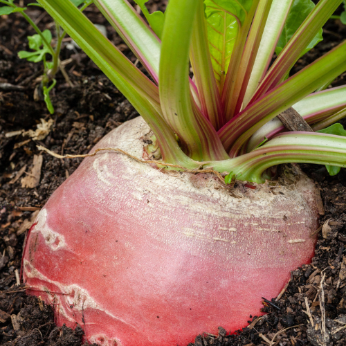 Chioggia Beet Seeds