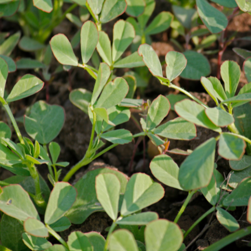 Fenugreek Seeds