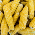Early Sunglow Hybrid Corn Seeds