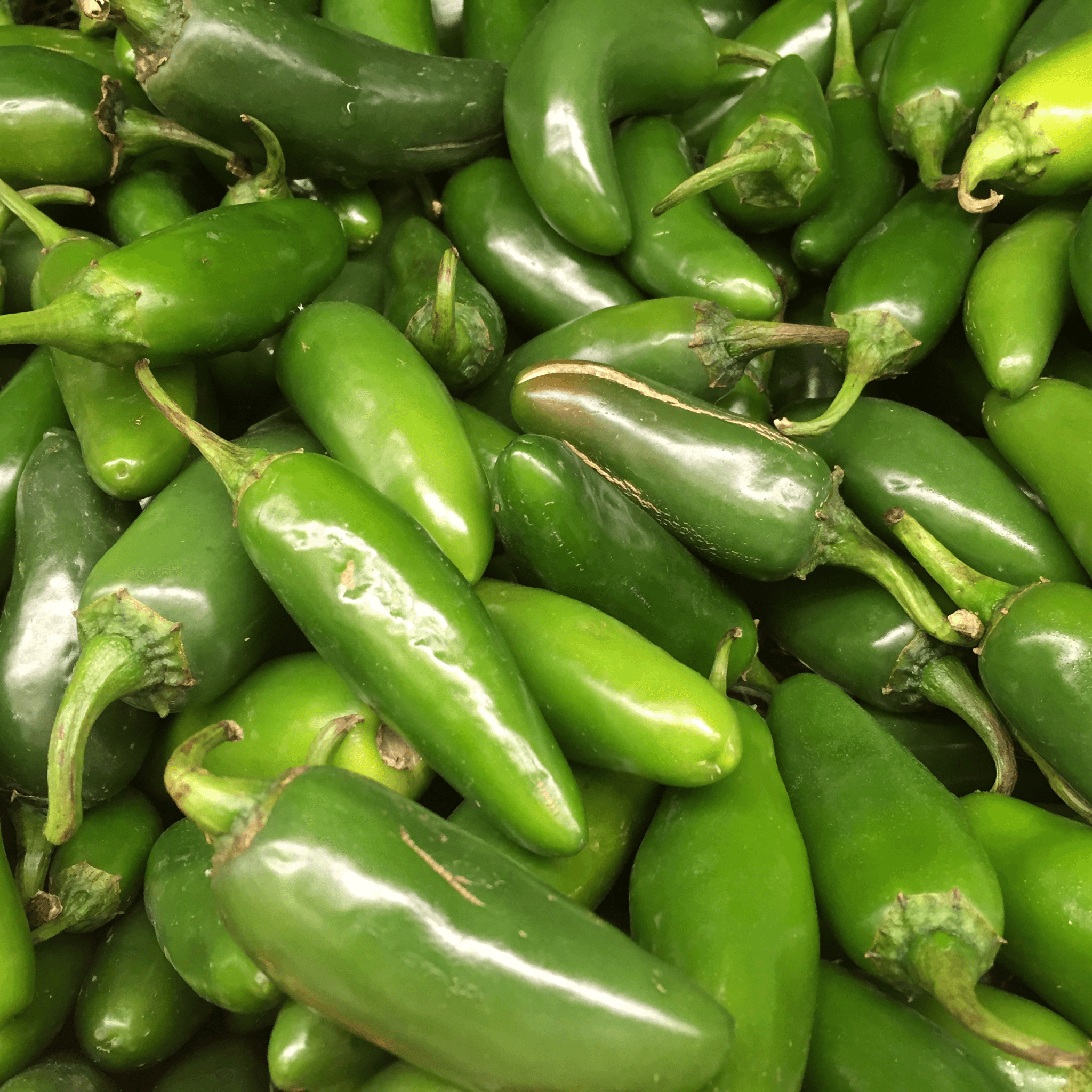 Jalapeño Pepper Seeds