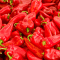 Pepper Tolli's Sweet Seeds