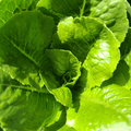 Paris Island Romaine Seeds