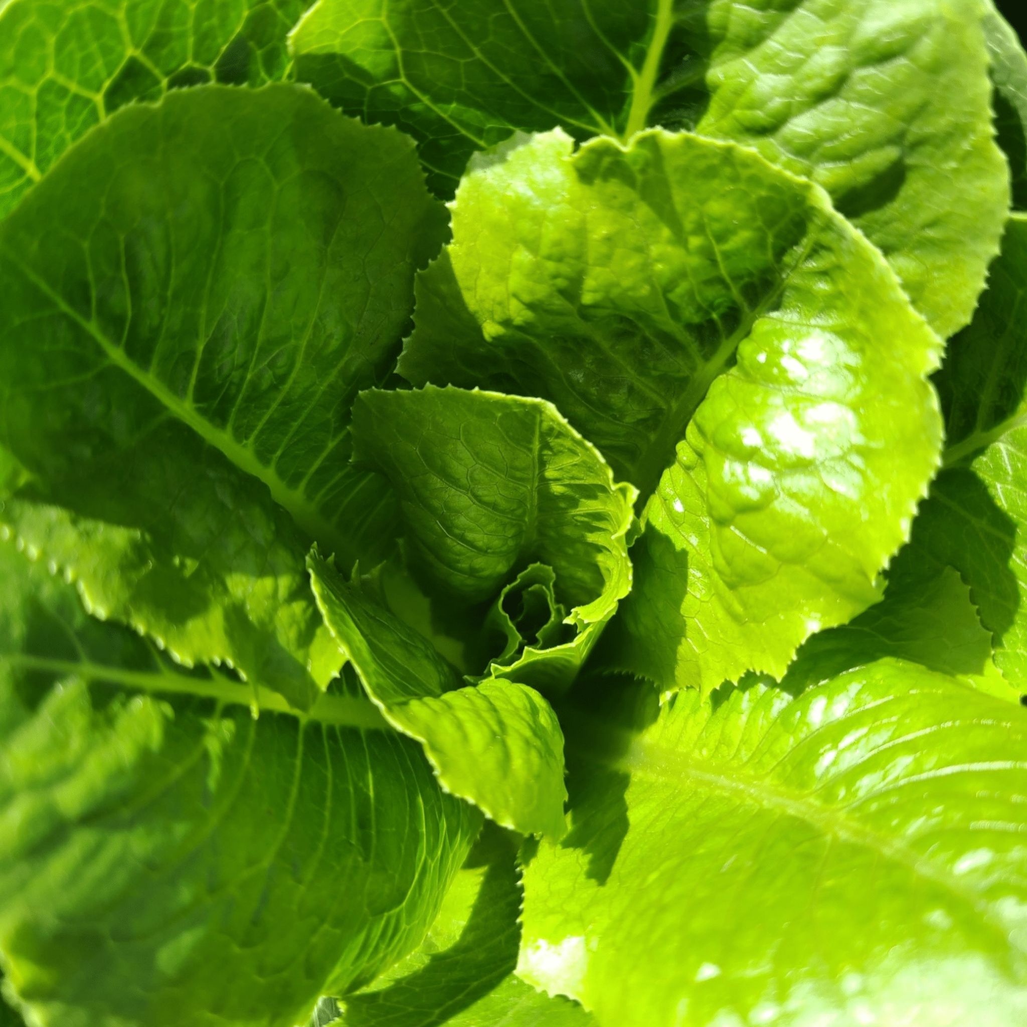 Paris Island Romaine Seeds
